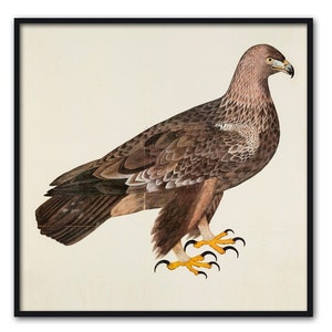 Eagle Birds Print Living Room Decor Vintage Bird Illustration Bird Poster Large Wall Decor