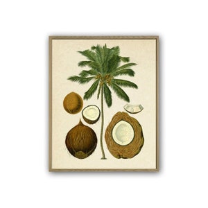 Palm Tree Print, Botanical Wall Decor, Palm Vintage Illustration Prints, Tropical Plant Print, Green Poster