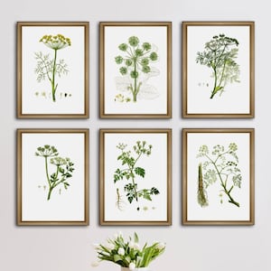 Botanical Print Set, Botanical Wall Art Decor, Botanical Set of 6, Large Wall Art Decor, Green Plant Illustration Set