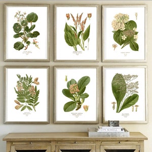 Flowers Prints Set, Botanical Print, Plant Wall Decor, Flower ...