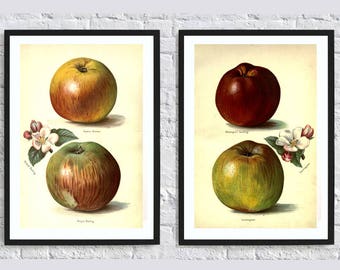 Apple print fruit print wall art print wall art decor kitchen print decor botanical illustrations vintage painting print poster set of 2 red