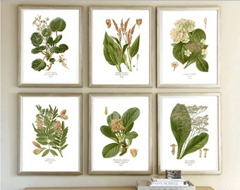 Flowers Prints Set, Botanical Print, Plant Wall Decor, Flower Illustration, Green Decor, Living Room Decor, Gallery Wall Art Set of 6