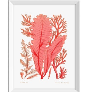 Algae Print Seaweed Print, Bathroom Decor, Marine Biology Art Decor, Red Seaweed Poster