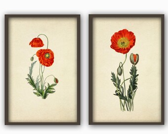 Poppy Flower Print Set of 2, Botanical Antique Illustration, Wall Art Decor, Red Green