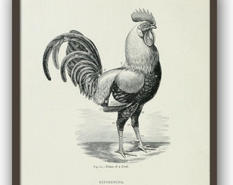 Impression d'oiseau coq, déco murale de cuisine, déco de maison de ferme, lithographie de poulet