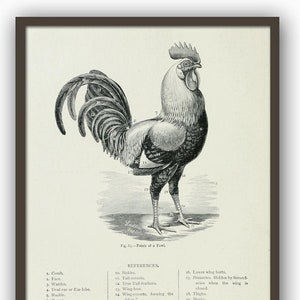 Rooster Bird Print, Kitchen Wall Art Decor, Farm House Decor, Chicken Lithography