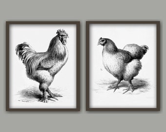 Op de afbeelding: Twee zwart-wit illustraties van een haan en een hen. De haan staat met zijn staartveren gespreid. De hen staat met zijn vleugels gevouwen. Beide illustraties zijn in zwart ingelijst.