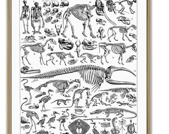 Anatomy Art Print Skeleton Poster Paleontology Science Print