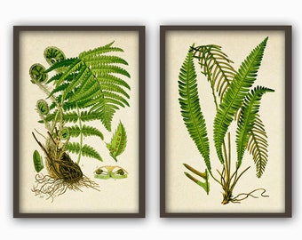 Fern Wall Art Print Set of 2, Botanical Home Decor, Fern Print, Forest Plant Illustration, Plant Gallery Print, Fern Poster, Fern Art