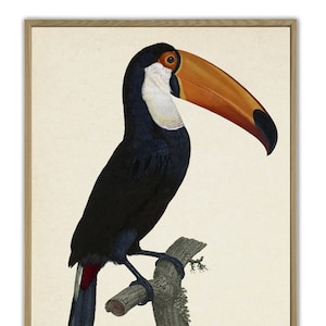 Toucan Art Print, Printable Toucan, Vintage Toucan Bird Wall Art, Living Room Decor, Fruit Bird, Tropical Bird, Extra Large Size Poster