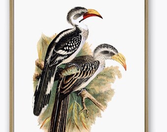 Antique Bird Print: Somali Hornbill, Vintage Natural History Art