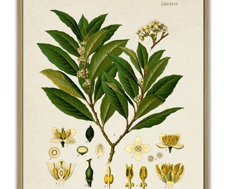 Bay Leaf Print, Laurel, Kitchen Poster, Spices Plant Print