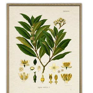Bay Leaf Print, Laurel, Kitchen Poster, Spices Plant Print