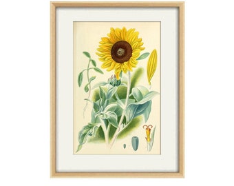 Sunflower Print, Flower Print, Botanical Print, Vintage Flower Illustration Flower Art Botanical Decor Gift Idea Botanical Wall Art