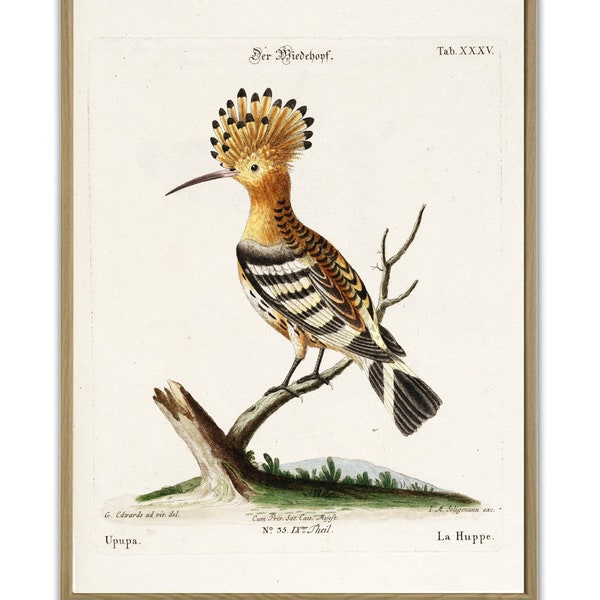 Hoopoe Bird Print, Large Wall Art Decor, Vintage Birds Poster