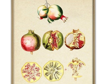 Fruit Print, Kitchen Wall Decor, Fruit Poster, Pomegranate Print