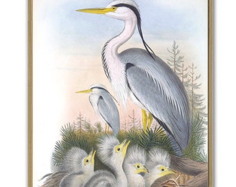 Heron Print, Bird Print, Vintage Illustration, Ornithology Poster, Antique Birds Print, Bird Decor, Living  Room Art, Grey Heron