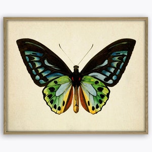 Butterfly Print, Tropical Butterfly Wall Art, Butterfly Vintage Book Plate Print, Entomology Illustration