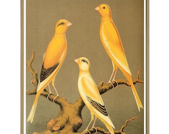 Bird Print, Bird Wall Art Decor, Yellow Canary Bird Poster