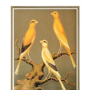 Bird Print, Bird Wall Art Decor, Yellow Canary Bird Poster