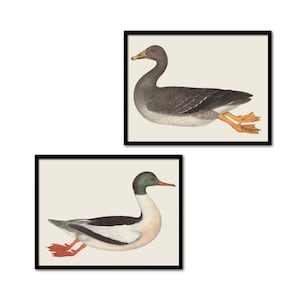 Bird Print Set of 2, Gallery Wall Decor, Large Bird Illustration, Duck Picture, Bird  Vintage Illustration