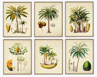 Palm Tree Print Set of 6, Tropical Plants, Large Botanical Illustration, Beach House Decor, Banana Palm, Coconut Palm