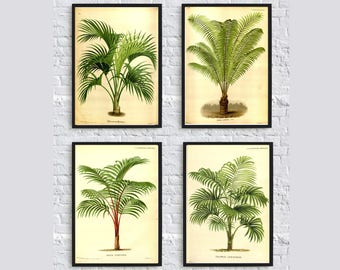 Palm Tree Wall Art Print Set of 4 – Home Decor – Palm Tree Botanical Illustration Prints  – Palm Tree Vintage Book Illustration