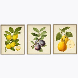 Fruit Print, Botanical Wall Art Print , Kitchen Wall Decor, Fruit Tree Poster, Vintage Illustration Print, Reproductions  - set of 3