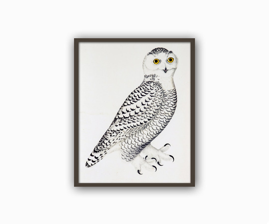 Owl Print, Bird Wall Art Decor, Owl Painting Print, Bird Decor, Black ...