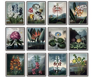 Juego de láminas decorativas botánicas para pared, ilustraciones florales vintage, impresiones giclée.