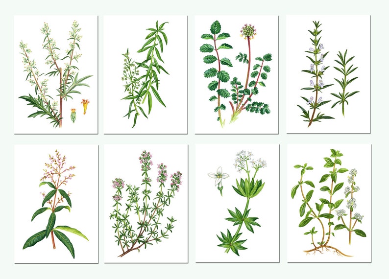 Чабрец рисунок растения