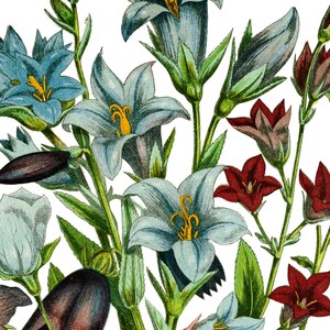 May include: A bouquet of blue and red flowers with green stems and leaves. The flowers are in bloom and have a delicate, intricate design.