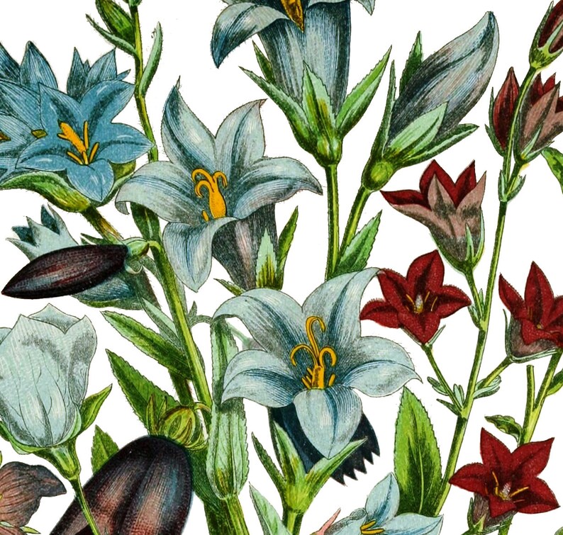 May include: A bouquet of blue and red flowers with green stems and leaves. The flowers are in bloom and have a delicate, intricate design.