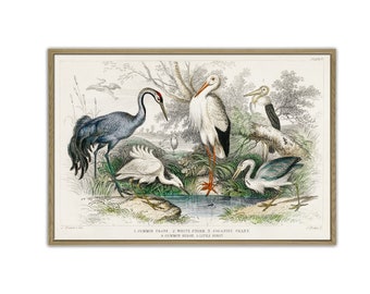 Impresión de póster de pájaro, decoración de pared de pájaro a gran escala, ilustración de pájaro, decoración de sala de estar