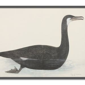 Cormorant Bird Print Horizontal Wall Art Decor Living Room Decor Large Wall Art Print Large Waterfowl Sea Bird Beige or Grey Background