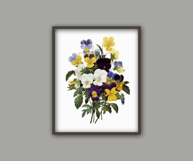 K&ouml;nnte beinhalten: Eine Vintage-botanische Illustration eines Strau&szlig;es aus violetten, gelben und wei&szlig;en Stiefm&uuml;tterchen.