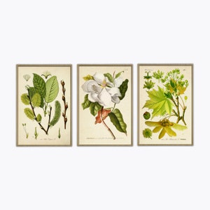 Botanical Print Set, Magnolia, Maple, Willow Print Flower Print Botanical Art Vintage Illustration Kitchen Decor Forest Plant Print Set of 3