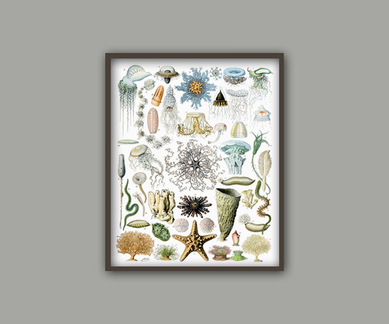 May include: A vintage illustration of various sea creatures, including jellyfish, starfish, sea anemones, and other marine life. The illustration is in a detailed, hand-drawn style with vibrant colors.