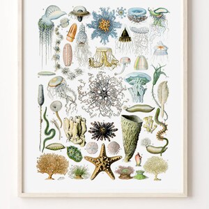 May include: A vintage illustration of various sea creatures, including jellyfish, starfish, sea urchins, and coral. The illustration is in a detailed, hand-drawn style with vibrant colors.