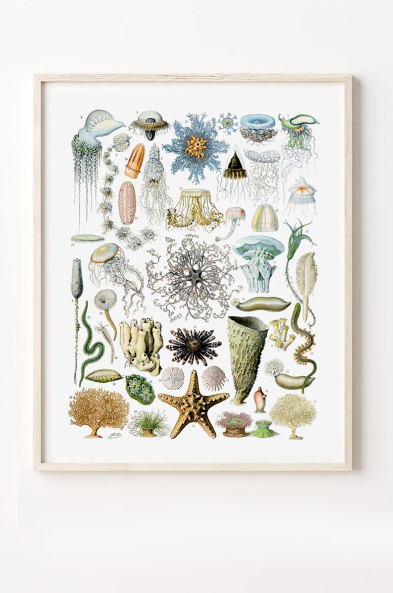 May include: A vintage illustration of various sea creatures, including jellyfish, starfish, sea urchins, and coral. The illustration is in a detailed, hand-drawn style with vibrant colors.