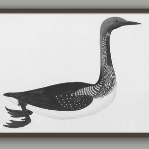 Duck Bird Print  Living Room Decor Wall Art Decor Kitchen Decor Vintage Art - Black Throated Diver- by Olof Rudbeck Art-770(14)