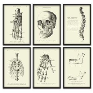 Human Anatomy Print Set of 6, Medical Office Wall Art Decor, Vintage Science Illustrations, skull bones spine