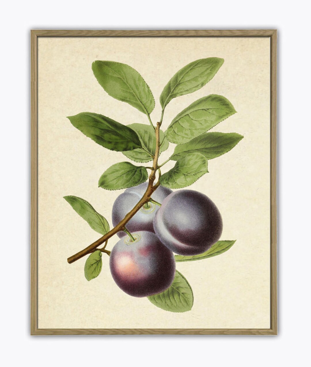 Vintage Fruit Print Fruit Poster Kitchen Home Decor Botanical Etsy