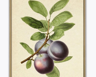 Plum Print Fruit Print, Fruit Poster Kitchen Home  Decor Botanical Print Fruit Illustration Science Plum Poster