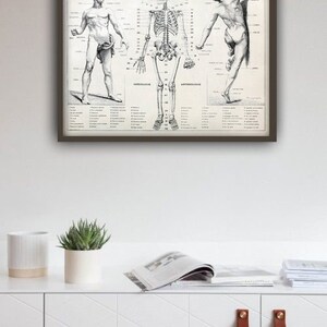 Human Anatomy Antique Human Skeleton Vintage Bones and Muscles Print ...