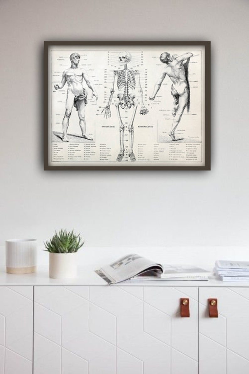 Human Anatomy Antique Human Skeleton Vintage Bones and Muscles Print ...