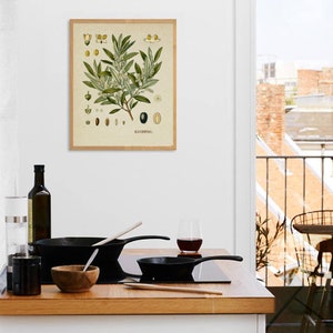 Peut inclure: Une illustration botanique vintage d'une branche d'olivier avec des feuilles vertes, des fleurs blanches et des olives noires. L'illustration est encadr&eacute;e dans un cadre en bois clair et porte le texte "OLEA EUROPAEA L." en bas.
