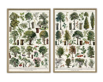 Ensemble d’impressions d’espèces d’arbres, Gravure botanique vintage, Types d’arbres, Décor d’art mural, Ensemble de 2 estampes, Art-1086