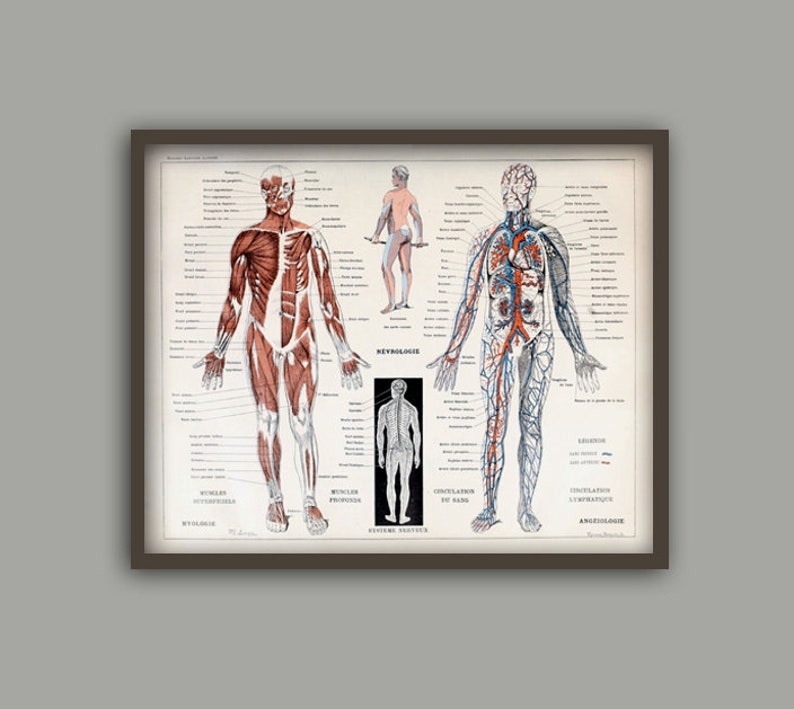 Muscles humains Corps Antique Anatomie Mur Art Print Squelette Humain Biologie Étudiant Idée Cadeau Anatomie Antique Décor À La Maison image 2