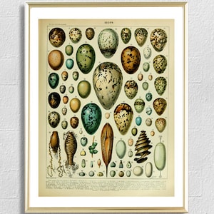 Bird Egg Print Fish Egg Print Science Poster Vintage Illustration Larousse Millot Print